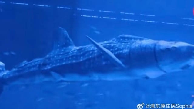网民吐槽花近300人民币只能看假鲨鱼 度假区回应：是高科技