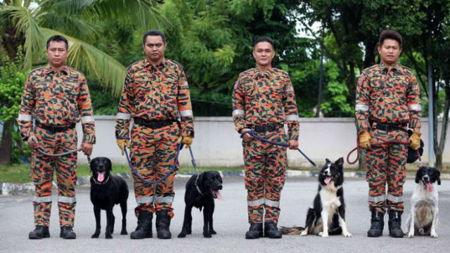 马国搜救犬寻找土崩失踪者身负重任 特殊勇士随时待命