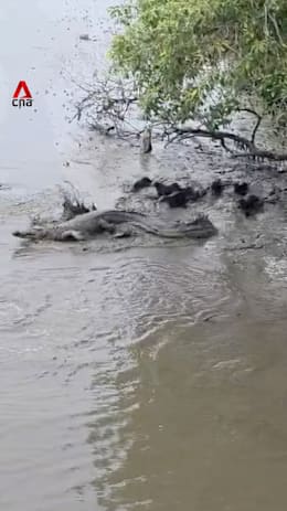 Otters seen ‘ganging up’ on crocodile at Sungei Buloh Wetland Reserve