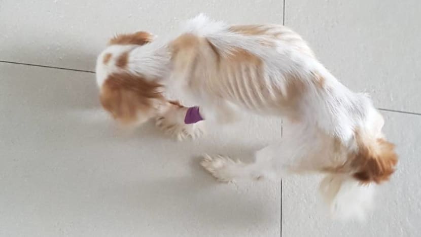 Woman fined S$2,500 after starving pet dog