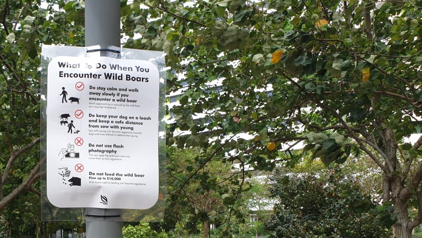 Concerned over wild boar attacks, Punggol residents suggest patrols, culling or relocating the animals