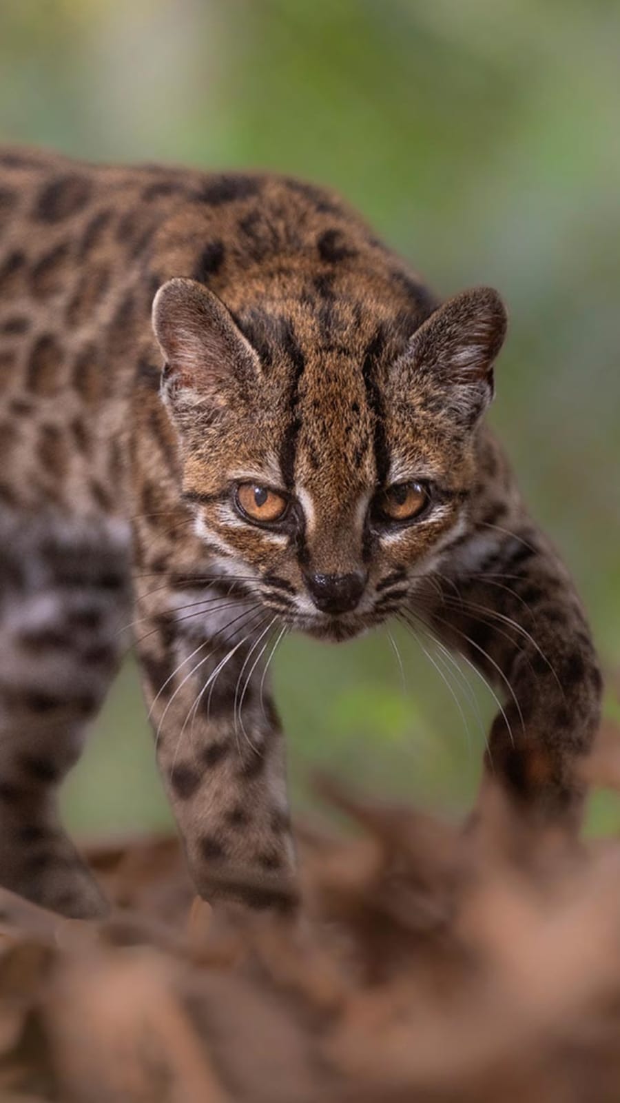 New cat species identified in Bolivia, first in over a century
