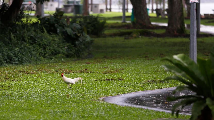 The Big Read: As animal encounters hit the headlines, a divide opens up