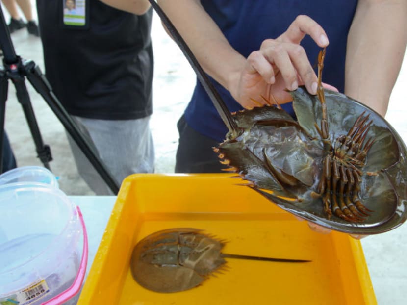 Some animals without backbones could be protected, but not illegal to kill mosquitoes and cockroaches