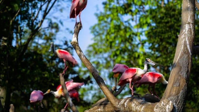 New wildlife park Bird Paradise to open on May 8 with reduced entrance fee during soft opening period