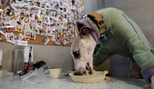 Why China still lacks an animal cruelty law despite growing public pressure