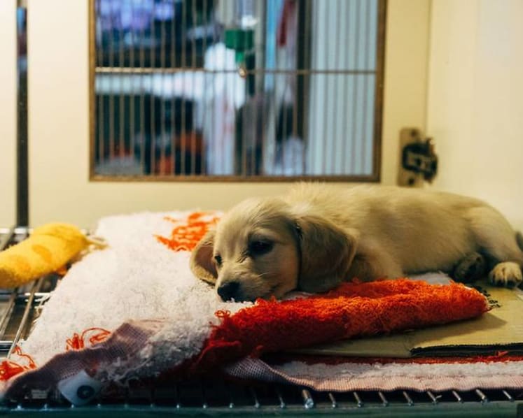 After euthanasia of Loki the dog, vets and animal groups debate putting down healthy pets