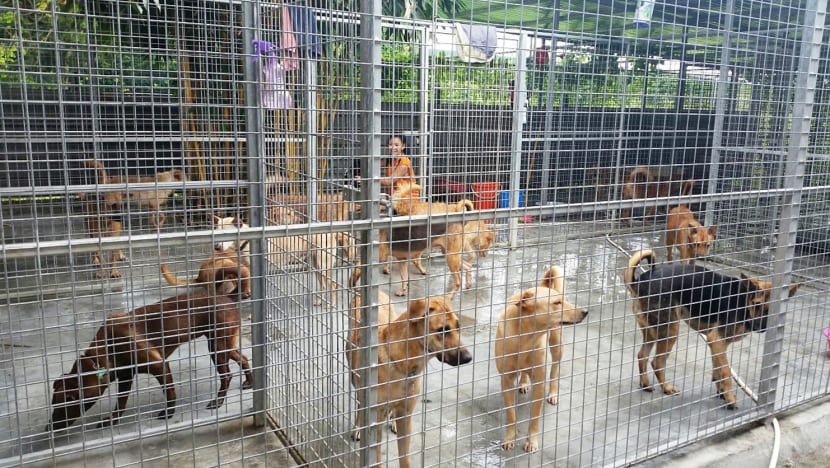 Challenge to rehouse dogs after shelter on farm ordered to close