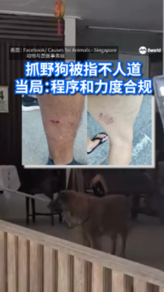 amdSGSTRAYDOG_PH171125_1