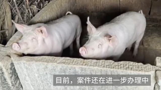 中国两头猪被偷走三个月 被找回时竟胖了约50公斤