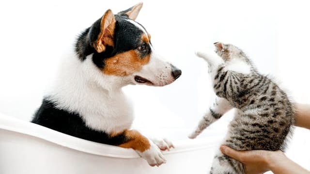 你想养什么宠物，暴露了你的真正性格　超准！