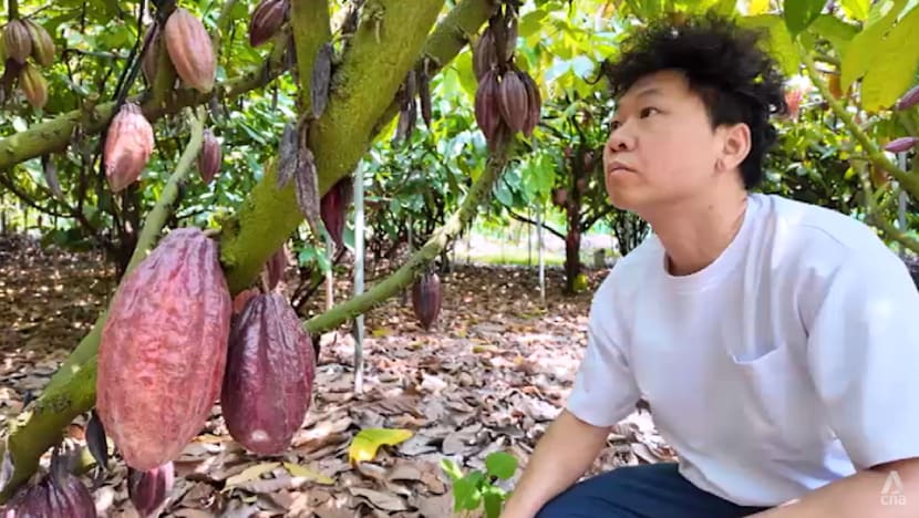 Taiwan's premium chocolate makers earn global recognition but climate change threatens growth
