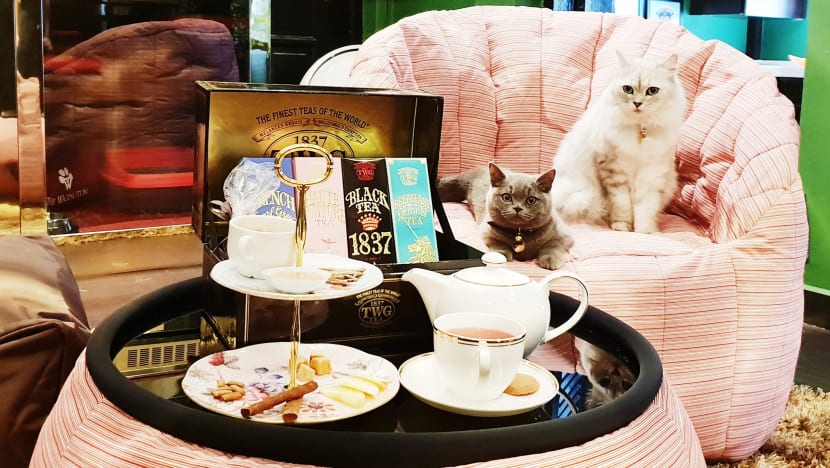 Owner of swanky pet hotel charged with selling, exhibiting cats without licence