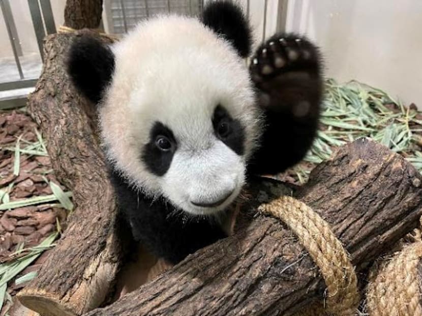 900 newborns across 160 species born at Singapore’s 4 wildlife parks last year