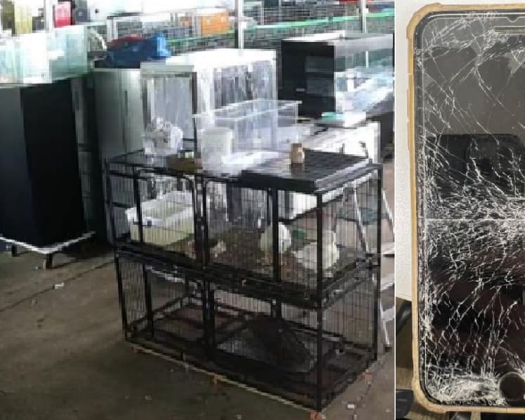 Man kept record 69 wild animals illegally in fish farm leased from NParks, gets jail