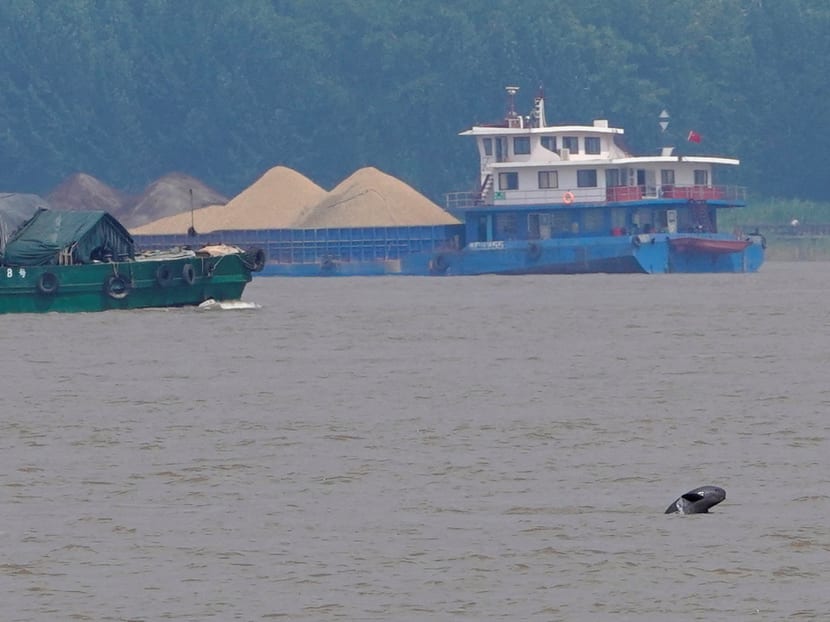 A porpoise is pictured in the Yangtze River near the city of Nanjing, Jiangsu province, China, on Aug 21, 2019.