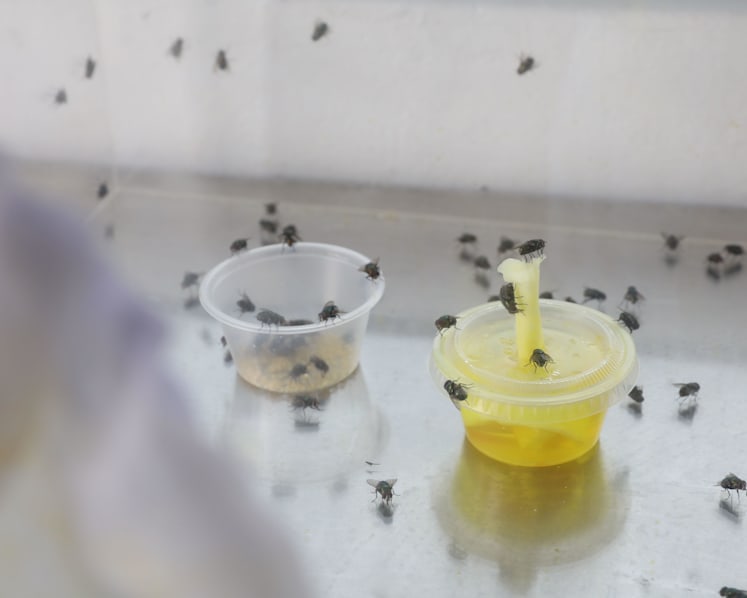 Unlikely helpers: ‘Fresh’ maggots that are hungry to feed on patients’ wounds as healing therapy