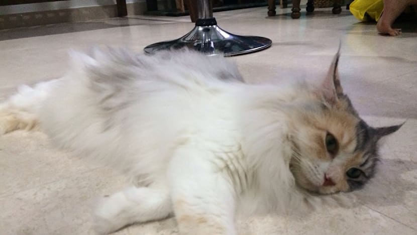 Lion City Kitty, Singapore’s first cat museum launches