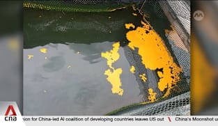 Three fish farms in East Johor Strait report seeing some oil patches nearby: SFA