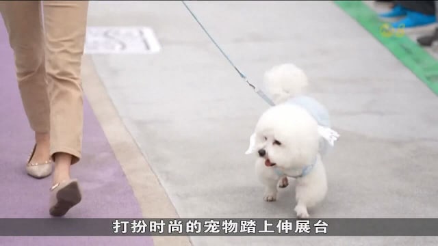 浙江举办宠物时装周 毛小孩登台走秀吸睛