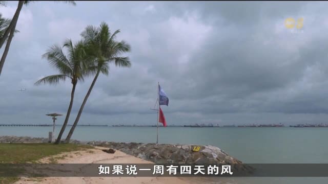 公园局加强对树木监测与保护 以应对更强阵风