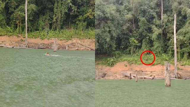 濒危马来亚虎奋力游过马国湖面视频疯传 网民：应载它一程