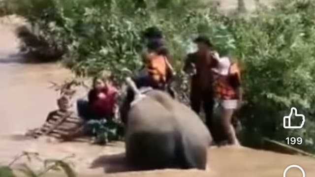 游客翻船被困激流 清迈象夫骑大象救人