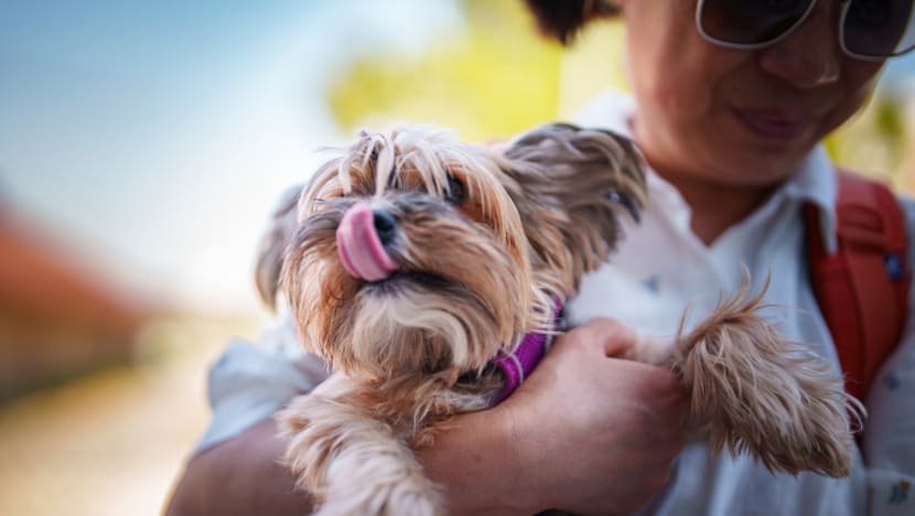Korea makin ramah hewan, liburan bareng anabul kini lebih nyaman dan banyak pilihan seru!