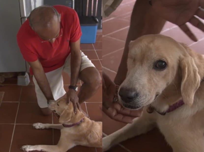 Shanmugam adopts one-eyed rescue dog, names her Princess Shanmugam adopts one-eyed rescue dog, names her Princess