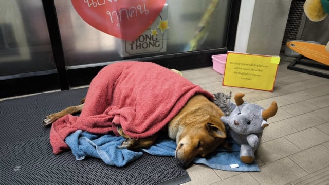 泰国忠犬守候便利店门口 痴等已故主人