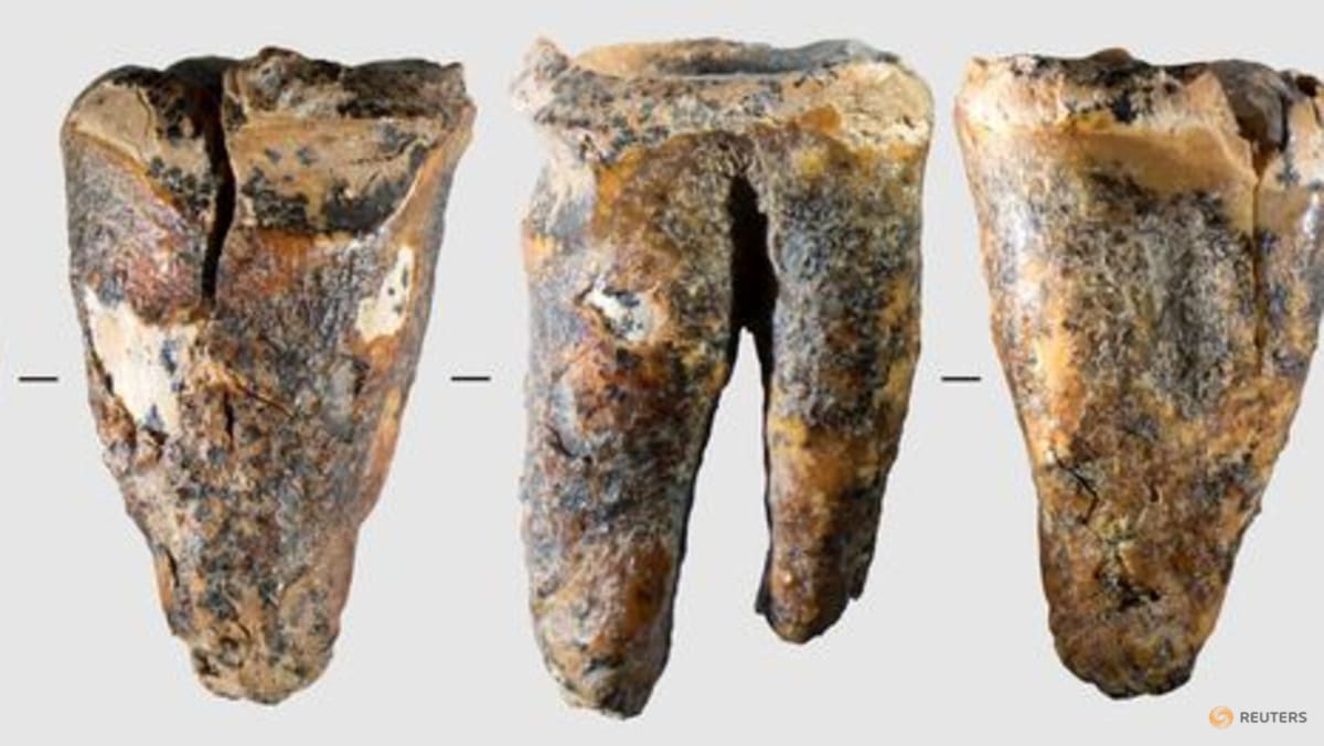 Tooth from Siberian cave reveals Neanderthal dental surgery