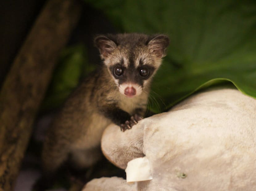 Seen more civets in your neighbourhood recently? Experts say it could be a good thing