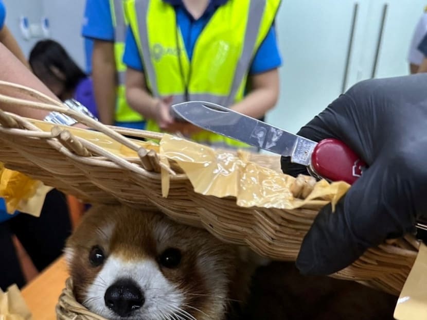 A confiscated red panda is seen inside luggage at Bangkok's Suvarnabhumi Airport after authorities arrested Indian national passengers who tried to smuggle wildlife, Thailand on March 7, 2024.