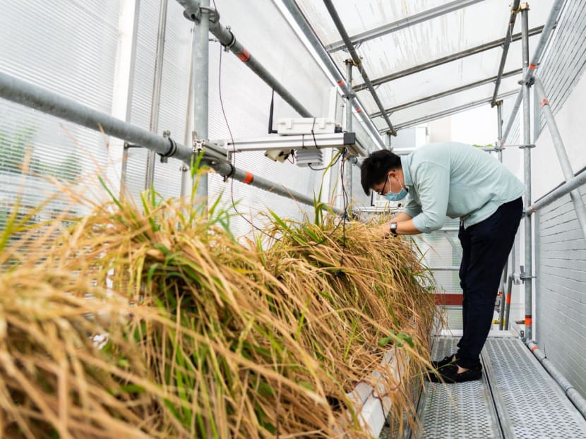 As temperatures rise, Singapore races to find solutions to secure its food supply