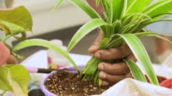 Related article image