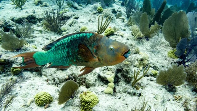 世界海洋温度在本周创下历史新高