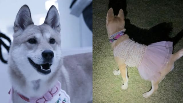 深圳宠物狗遇车祸 竟被大道人员煮来吃