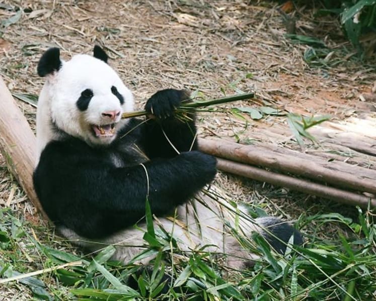 CNA Explains: China’s soft panda power in a time of hardening geopolitical tensions