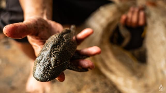From Jakarta to Klang Valley, why is it so hard for Southeast Asia to fight this invasive catfish?