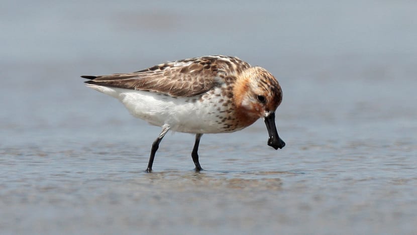 Singapore hosts two migratory bird events for the first time