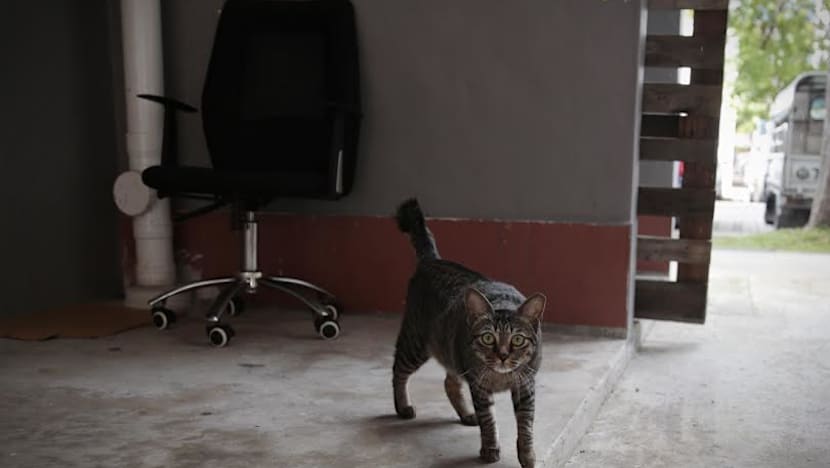 Cruelty not cause of all cases of cat deaths in Yishun, authorities say