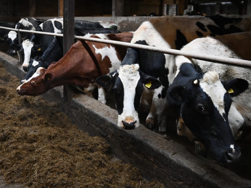 Methane from belching livestock, rice paddies and rotting food accounts for about 60 per cent of food-related emissions, a study said. Methane from belching livestock, rice paddies and rotting food accounts for about 60 per cent of food-related emissions, a study said.