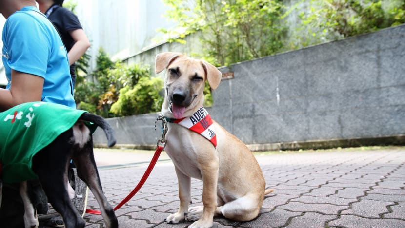 New guidelines launched for dog adoption and training, but welfare groups wish for more 'bite' than bark