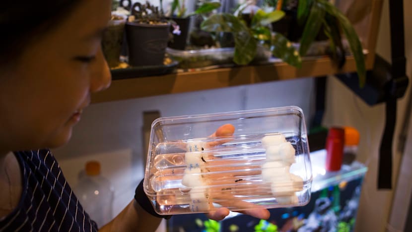 Ants as pets? The hobby is catching on in Singapore