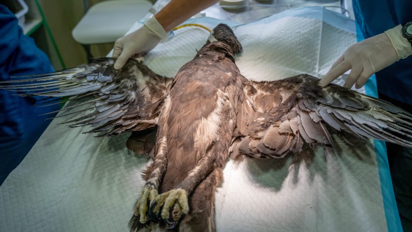 Injured eagle released into the wild after vets use bamboo chopsticks to mend feathers 