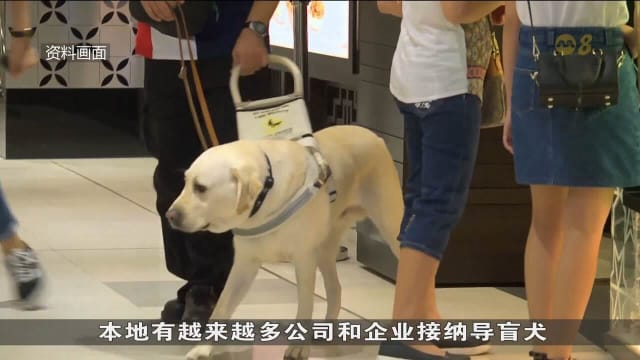 我国即将从澳洲引进助听犬帮助听障人士 慈善组织：已收到40份申请