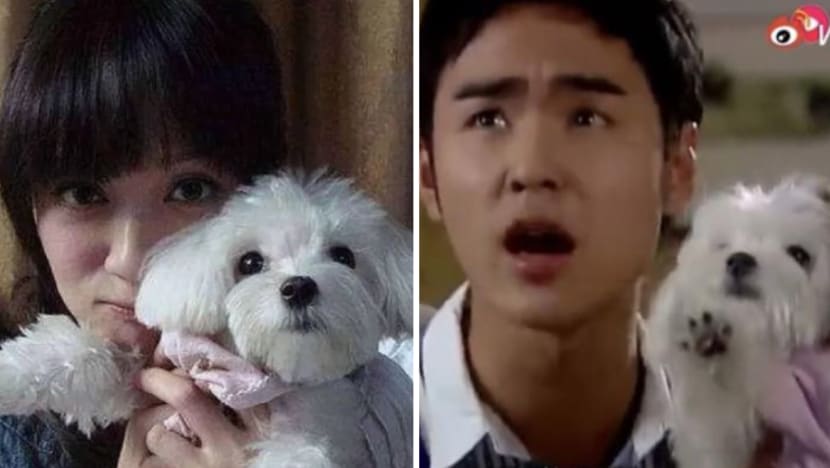 The Adorable Maltese In Taiwanese Idol Drama Fated To Love You Has Died At Age 16