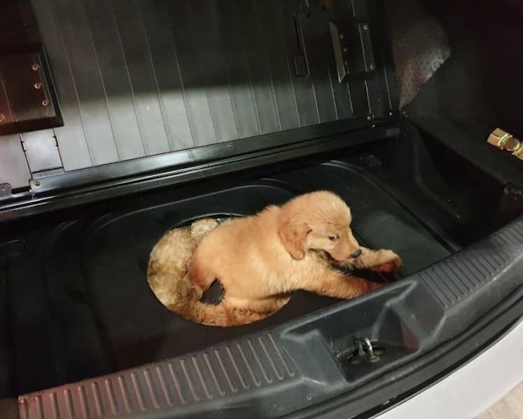 Man jailed for smuggling 12 puppies in car’s spare tyre compartment; 3 later died