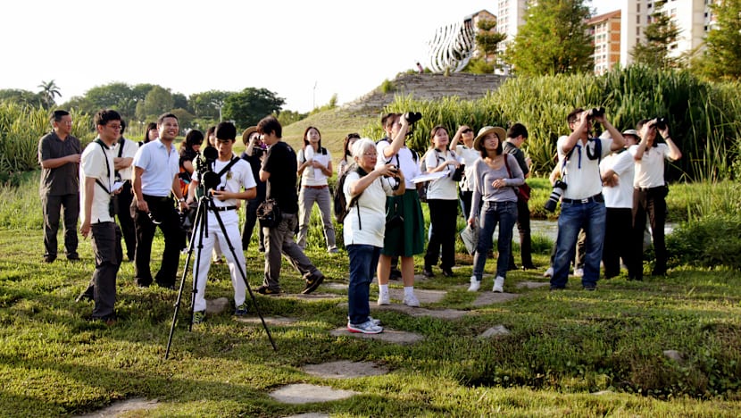 New initiatives to document S’pore’s birds