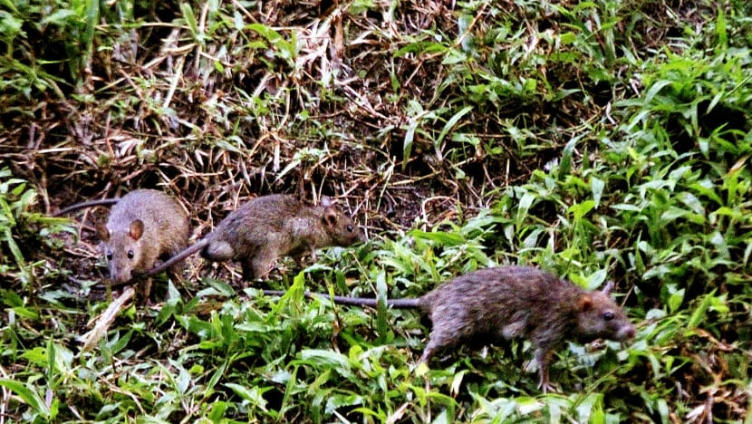 More than 10,000 rodent burrows detected in just two months last year